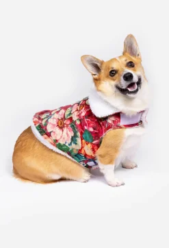 Johnny Was Sherpa Pet Jacket Bethia